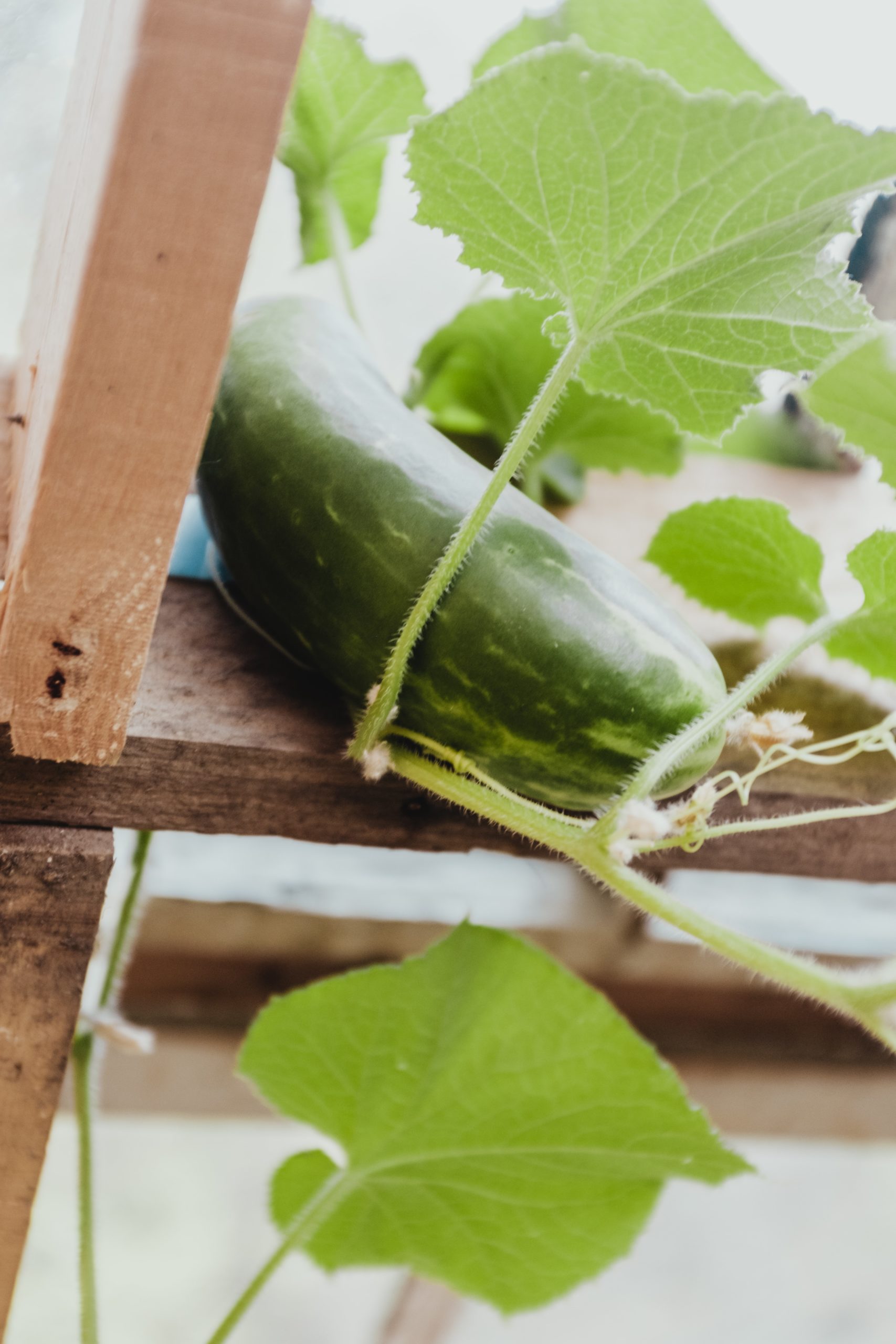 Would you like to smell like a cucumber?